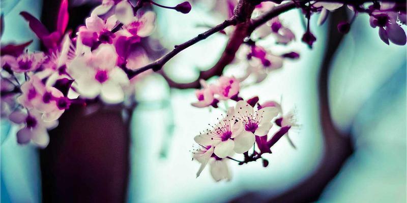 福建传媒出海新蓝海：掘金东南亚华文市场的电视广告与媒体代理机遇